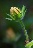 Bug Below A Budding Flower_25705